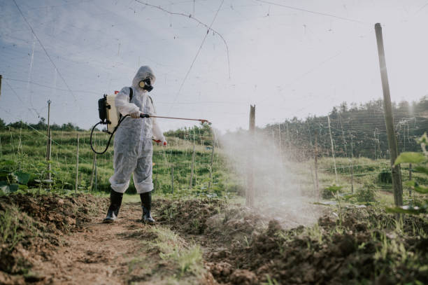 Best Wasp Removal Services  in Merian, ID