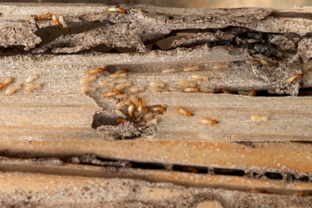 Best Affordable Pest Control Services  in Merian, ID